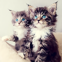 kittens wallpapers app(小猫壁纸)