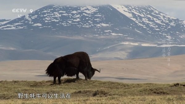 小树林tv电视版